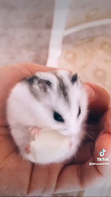 Хомяк кушает на ладошке смотреть онлайн