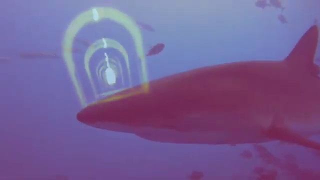 Shark Tunnel SD 480p смотреть онлайн