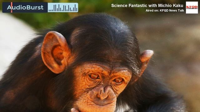 What It's Like To Chat With A Chimpanzee смотреть онлайн
