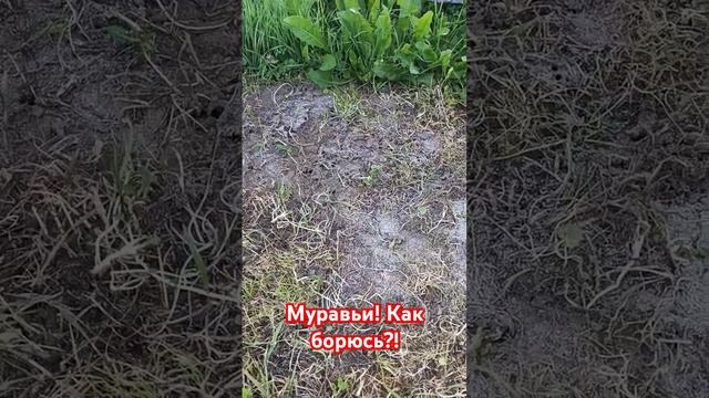 Муравьи 🐜.Средство от них.#буднимамыспогодками #семья #развитиепогодок #муравьи#борьбасмуравьями смотреть онлайн