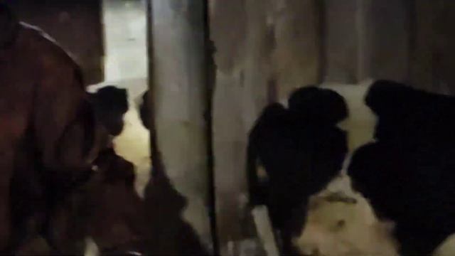 УТРО В САРАЕ! • БЫК ОКАЗАЛСЯ КОРОВОЙ! • ПОБЕЛКА САРАЯ! смотреть онлайн