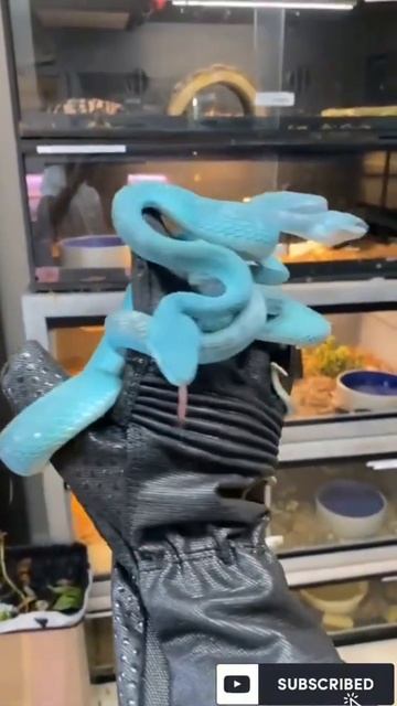 Blue python 🐍😱#viral video#fact video#👍 please like and subscribe 💓 more vi.#crazy video#short vide смотреть онлайн