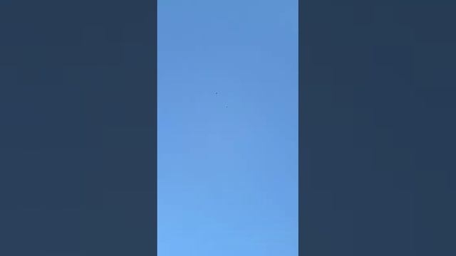 голуби.Сергея.Н.усмань.Воронежская.обл. смотреть онлайн