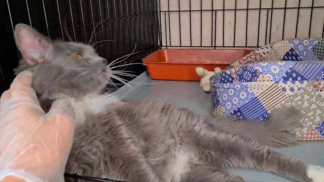 Нежнейшая Лолли смотреть онлайн