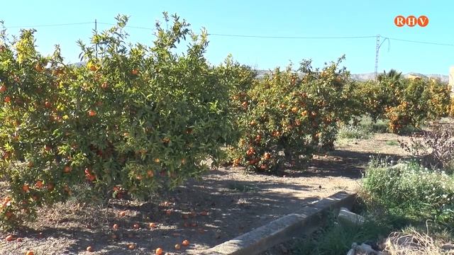 AVA-ASAJA Demana La Pròrroga Del Clorpirifos En L'agricultura Espanyola Com Sí Que Permet Itàlia