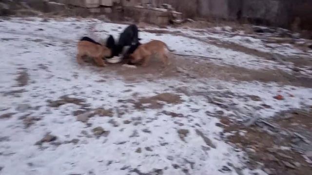 Чёрный сегодня близко,как никогда смотреть онлайн