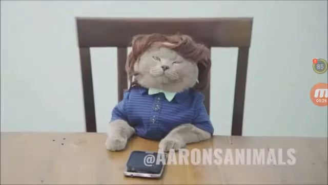 Кот Майкл в школе 😂😂😂 смотреть онлайн