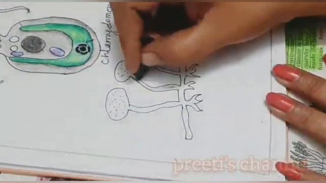 chlamydomonas,bread mould, penicillium, aspergillus diagram / class 8 lesson 2,NCERT смотреть онлайн