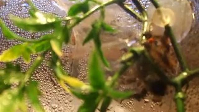 Avicularai versicoor eat a bug смотреть онлайн