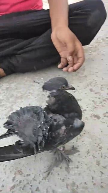 Indian American FANTAIL PIGEON KABUTARBAZI смотреть онлайн