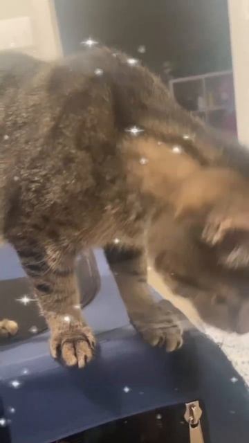 SUBSCRIBE! #Coffee #Churro смотреть онлайн