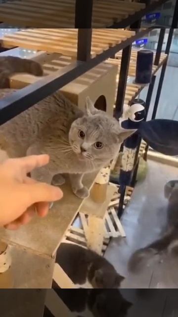 МОЖЕТЕ ПЕРЕВЕСТИ КОШАЧИЙ ЯЗЫК смотреть онлайн