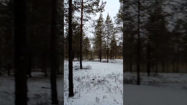 Покачёвское чудо - грибы на снегу ... смотреть онлайн