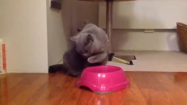 Хорошие манеры или как наша Катрин пьёт воду.... смотреть онлайн