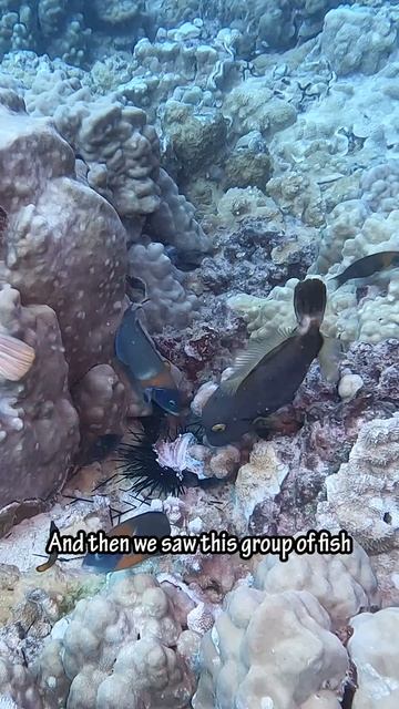 Underwater Dragon in Hawaii! смотреть онлайн
