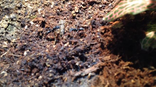 Pachycondyla apicalis & cricket смотреть онлайн