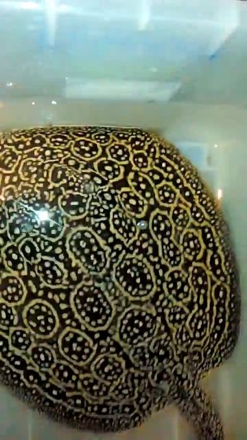 Pearl stingray big breeding stock смотреть онлайн