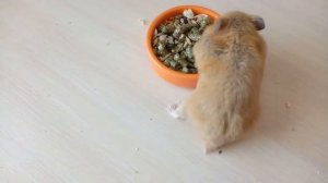 Хомяк Хомка набивает щеки