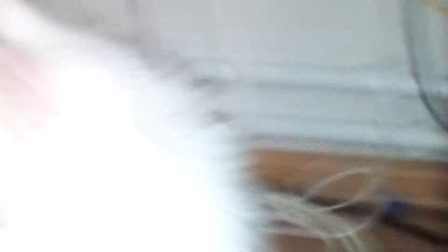 я завел себе кота или кошку смотреть онлайн