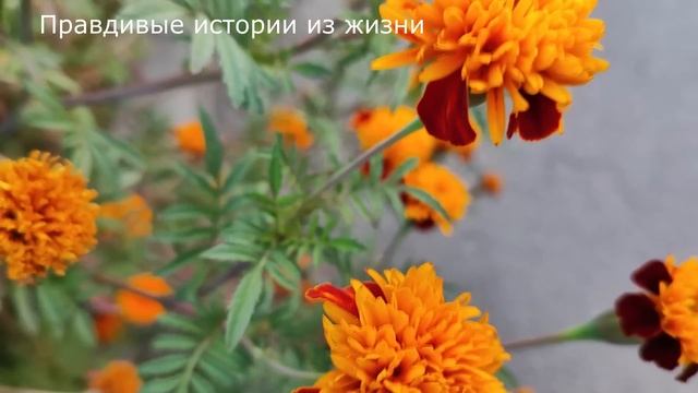 🍎 Жена остолбенела, когда узнала, что накоплений, о которых говорил муж, не было и нет, а всю свою смотреть онлайн