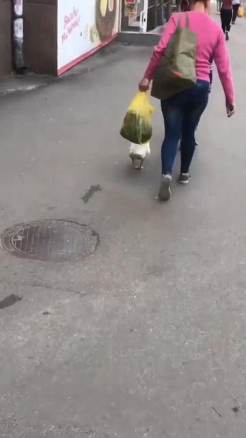 Когда хотел щенка , а купили Гуся) смотреть онлайн