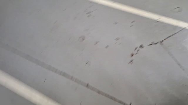 Забавные животные в обществе