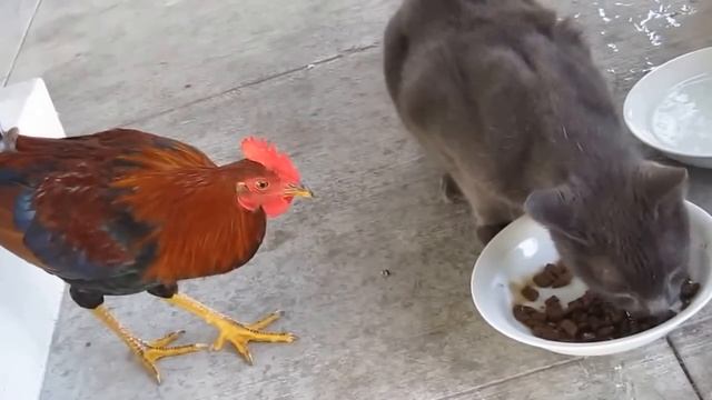 Кот и петух смотреть онлайн