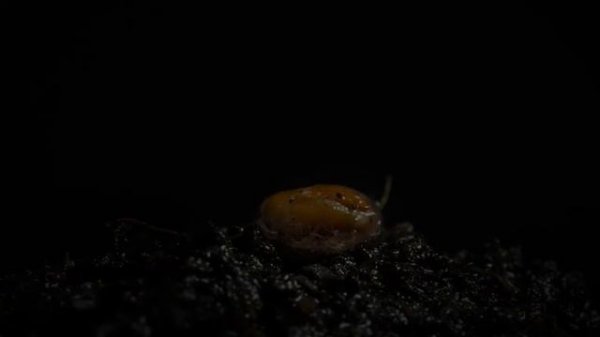 Радиотранс-Земля в огне (1996)