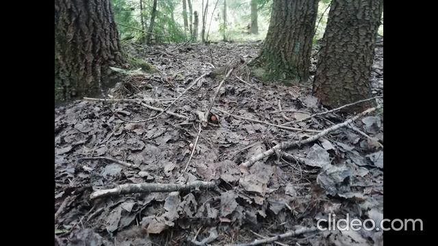 Анастасия Пчелина - Грибы Подосиновики 9 - Два Подосиновика