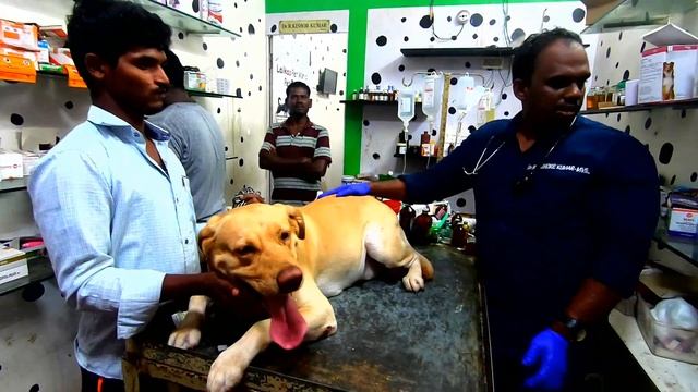 Dogs Vlog Treatment | Rare Filariasis| DiroFilariasis | in Labrador смотреть онлайн