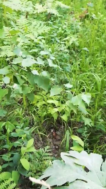 нашла немного грибов на суп#лисичка #грибы #лес #лето2023 #алтайскийкрай #заринск #деревнямоя