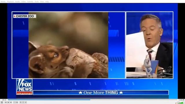 The Fossa of Madagascar is related to the Mongoose смотреть онлайн