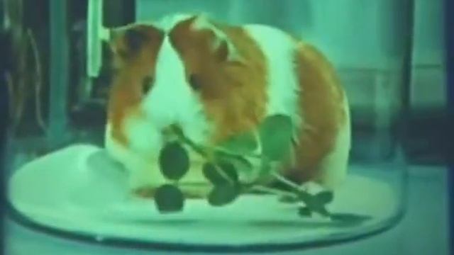 #Морская свинка смотреть онлайн