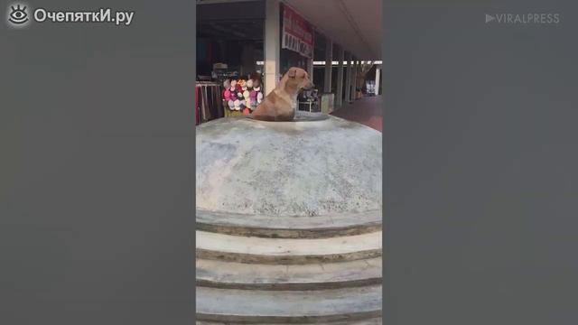 Собака охлаждается в фонтане смотреть онлайн
