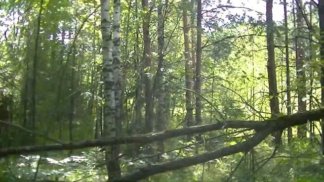 Для дурака сто вёрст не крюк, даже если сто гадюк | Отлично собрал грибов смотреть онлайн