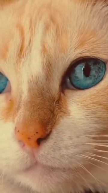 ibu hamil boleh memelihara kucing asal menjaga kebersihan смотреть онлайн