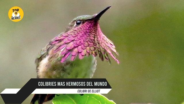 10 Colibríes Más Hermosos del Mundo que Puedes ver en Tu Jardín смотреть онлайн