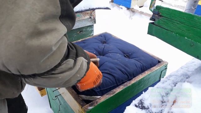 Контроль зимовки пчёл в ульях 06. 01. 2019 г. смотреть онлайн