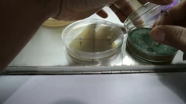 Apa Bisa Trichoderma Dan Beauveria Aplikasi Bersamaan? смотреть онлайн