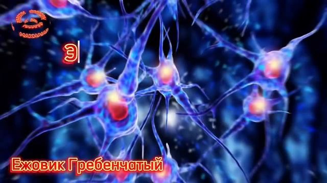 ЕЖОВИКУ-ГРЕБЕНЧАТОМУ ПОСВЯЩАЕТСЯ… смотреть онлайн