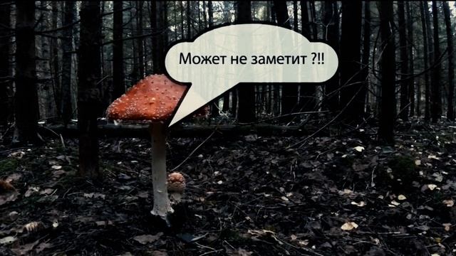 За грибами 2017 смотреть онлайн