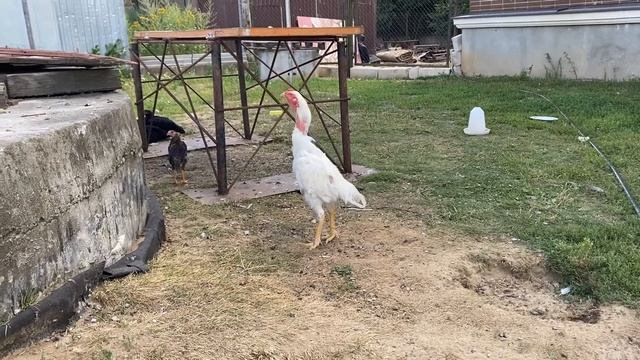 Белая тема смотреть онлайн