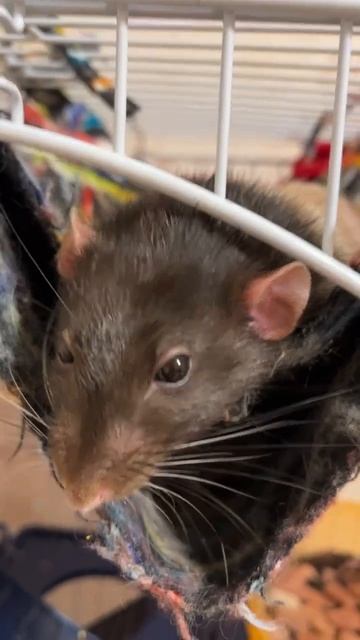 Емеля скрежечет зубами. Наслаждается свободой #rat #animal #крысы смотреть онлайн