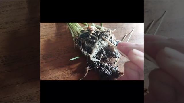 ТРИХОДЕРМА ИЛИ ПЕНИЦИЛ? Результат проведенного эксперимента взаимодействия с корнями пшеницы