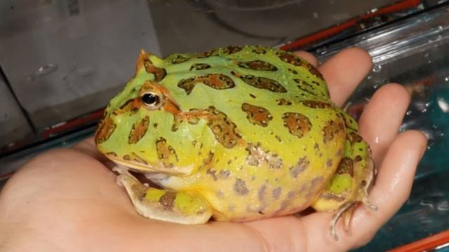 Fossil Findings: Beelzebufo смотреть онлайн