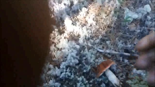 собераю белый гриб 2022 . смотреть онлайн