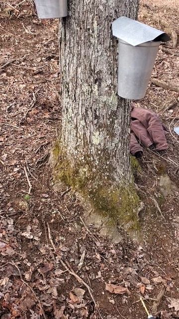 The Maple Trees are Dripping AGAIN! #shorts #mapletrees #taps смотреть онлайн