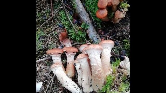 Долгожданные опята