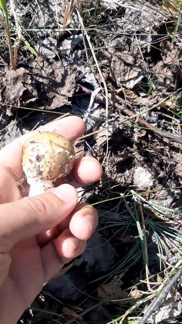 пантерный мухомор сбор 2023 https://t.me/microdosing_chuvashia смотреть онлайн