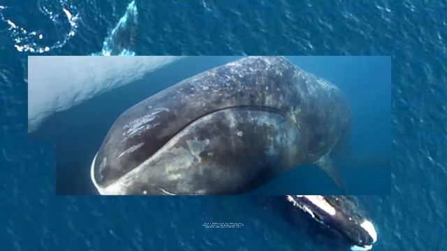 Bowhead Whale